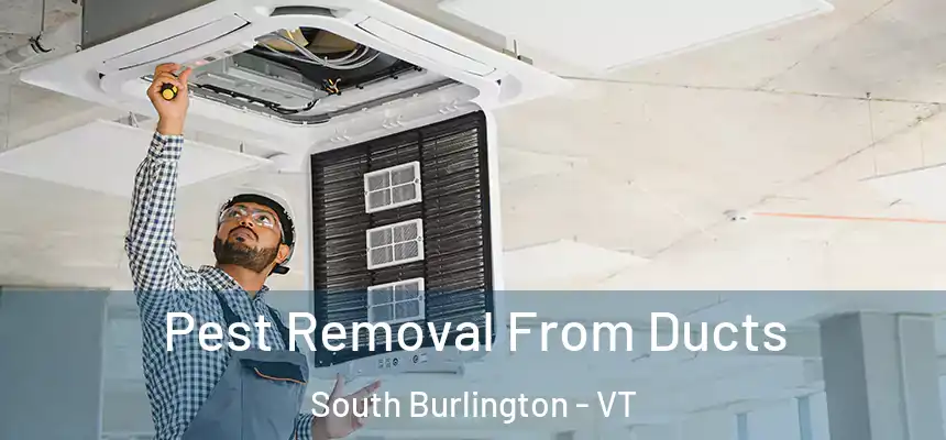 Pest Removal From Ducts South Burlington - VT